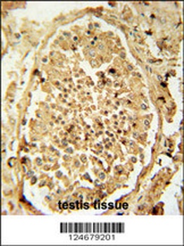 PDHA2 Antibody