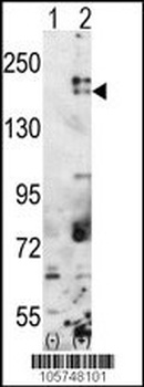 SETDB1 Antibody