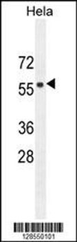 FBXW8 Antibody