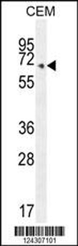 COX10 Antibody