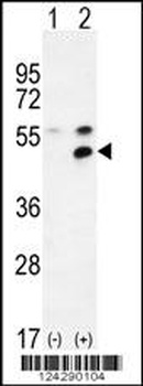 MPP1 Antibody