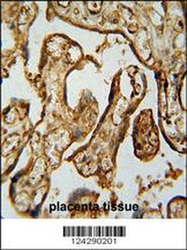 MPP1 Antibody