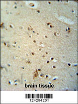 CIC Antibody