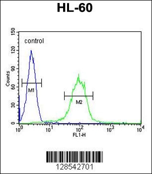 CHST2 Antibody