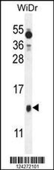 BEX1 Antibody