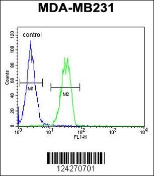 B4GALT6 Antibody