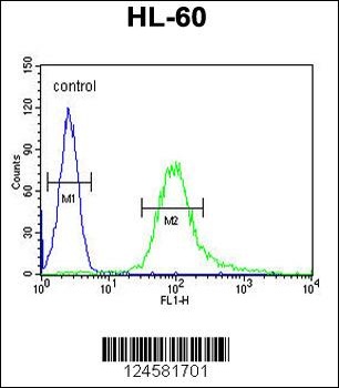 B3GNT4 Antibody