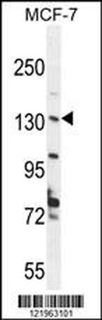 UPF2 Antibody