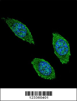 CSF2 Antibody