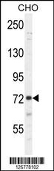 SORBS1 Antibody