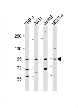 IL12RB2 Antibody