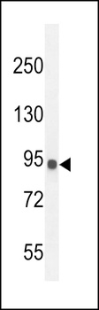 IL12RB2 Antibody