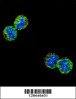 NFKBIL1 Antibody