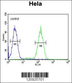 BCKDHB Antibody