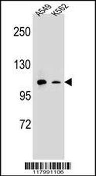 ITGAM Antibody