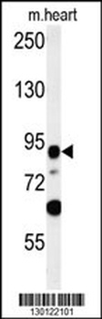 LRRC36 Antibody