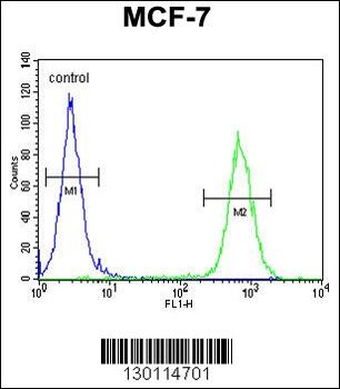 ARHGAP44 Antibody