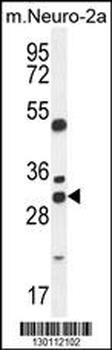 ARV1 Antibody