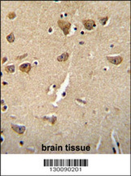 CPLX3 Antibody