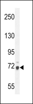 WDR76 Antibody