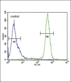 SCN1B Antibody