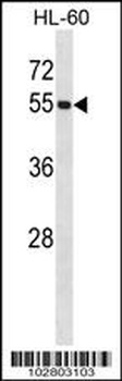 UBA3 Antibody