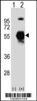 UBA3 Antibody