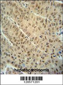 WDR32 Antibody