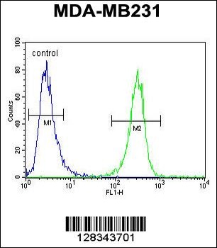 HFM1 Antibody