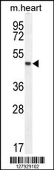 LRRC34 Antibody