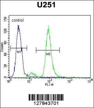 ZIK1 Antibody