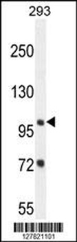 ZBTB10 Antibody