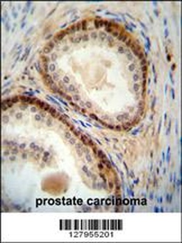 NUDT8 Antibody