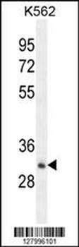 OR52A1 Antibody