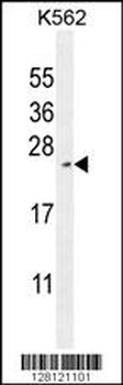 RTP4 Antibody