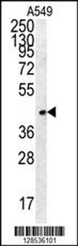 FSTL1 Antibody