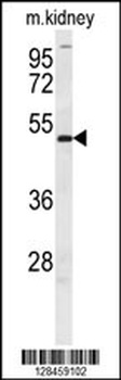 DMRT3 Antibody