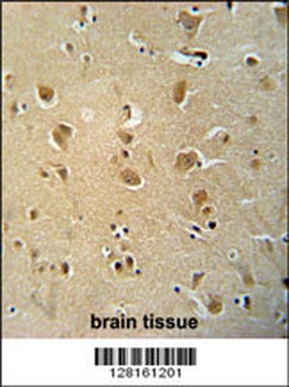 WWC3 Antibody