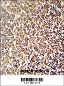 ZNF98 Antibody