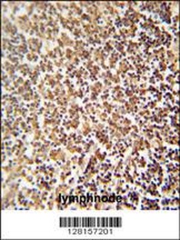 ZNF98 Antibody