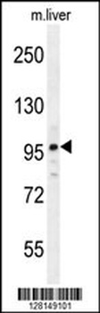 ICE2 Antibody