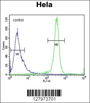 DENND5A Antibody