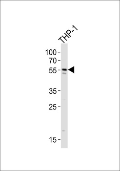 MB21D1 Antibody