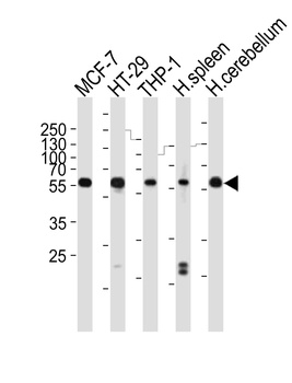 MB21D1 Antibody