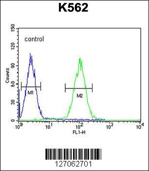 ZN169 Antibody