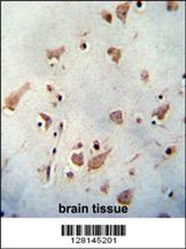 WDR48 Antibody