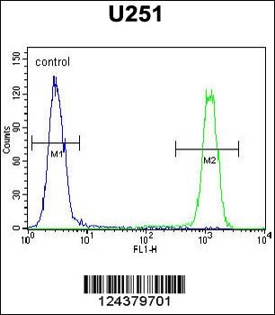 SLC35F6 Antibody