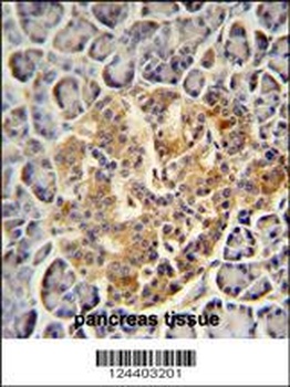 PRSS3 Antibody