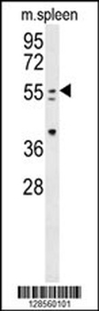 PAX7 Antibody