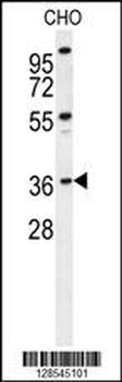 EXO5 Antibody